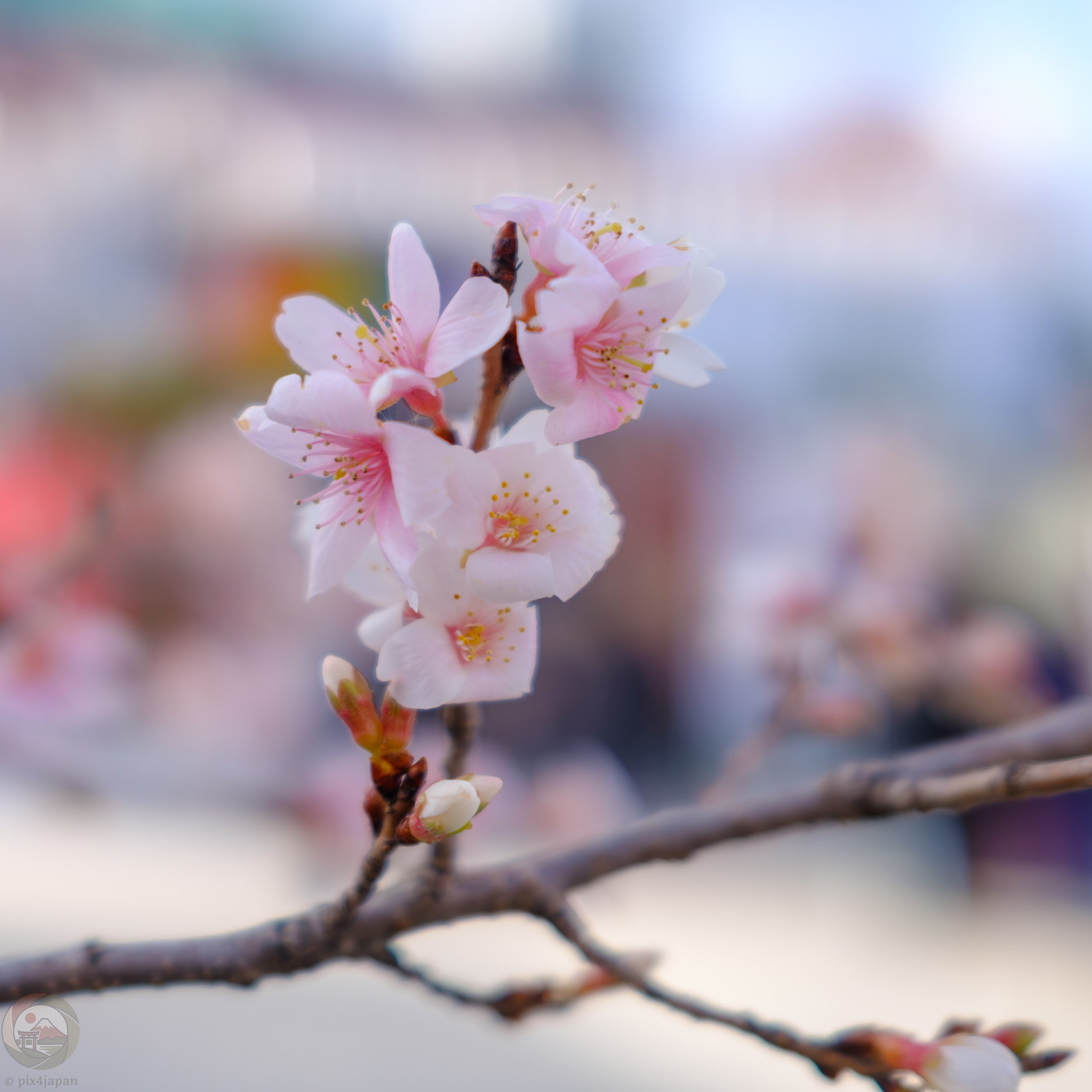 Kanzakura: Early Bloomer in Winter・寒桜とは？冬から早春に咲く